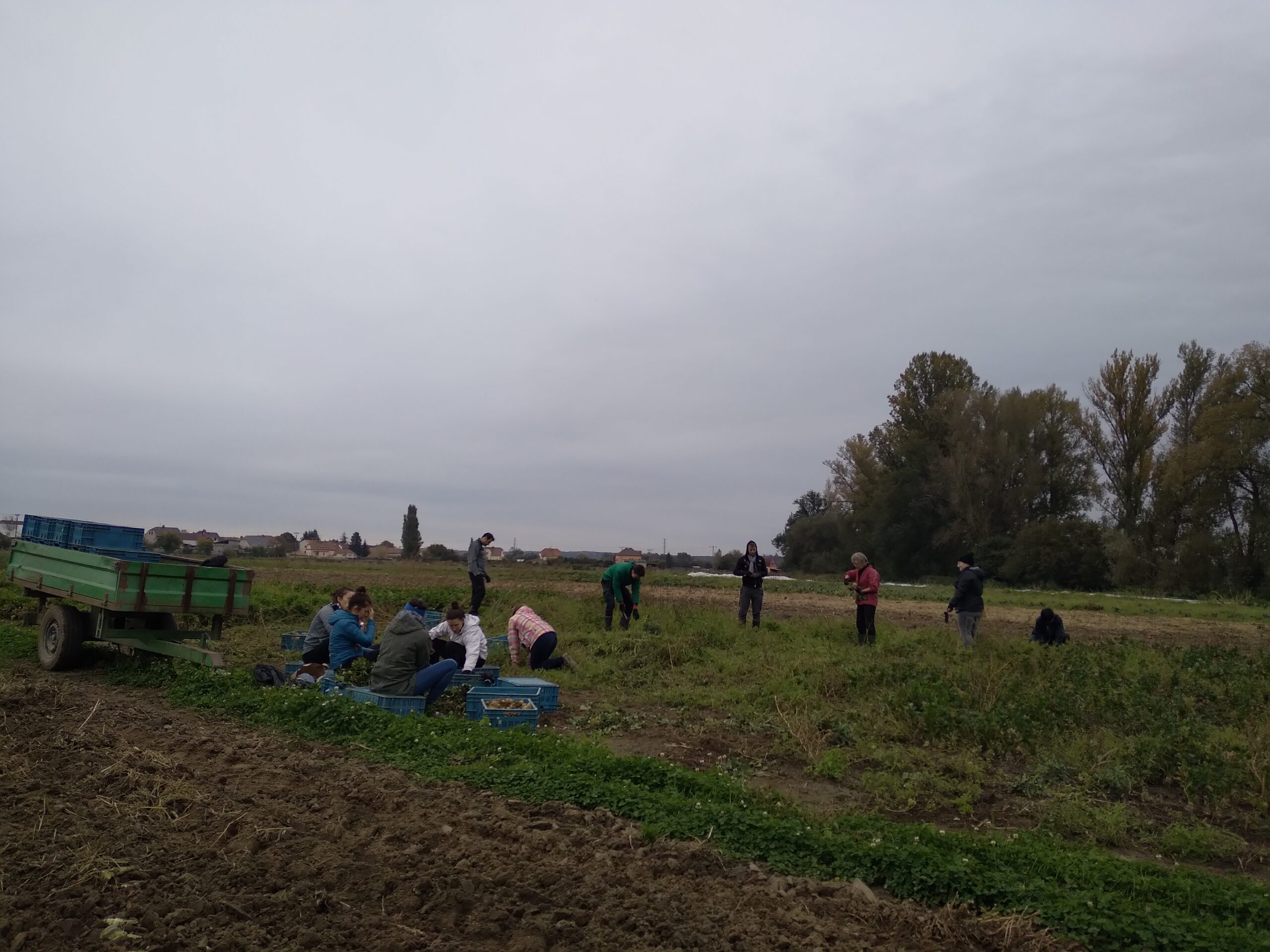 Weekend-at-the-Camphill-organic-farm-2024 volunteers working in the field